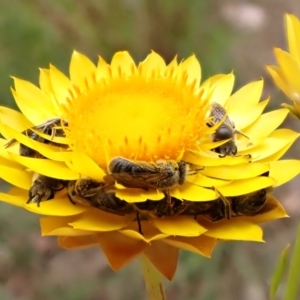 Lasioglossum (Chilalictus) lanarium at Cook, ACT - 15 Oct 2023 12:51 PM