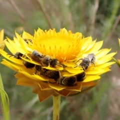 Lasioglossum (Chilalictus) lanarium at Cook, ACT - 15 Oct 2023 12:51 PM