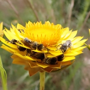 Lasioglossum (Chilalictus) lanarium at Cook, ACT - 15 Oct 2023