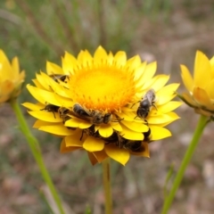 Lasioglossum (Chilalictus) lanarium at Cook, ACT - 15 Oct 2023