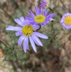 Brachyscome multifida (Cut-leaf Daisy) at Stawell, VIC - 13 Oct 2023 by AnneG1