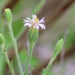 Vittadinia cuneata var. cuneata (Fuzzy New Holland Daisy) at Beechworth, VIC - 14 Oct 2023 by KylieWaldon