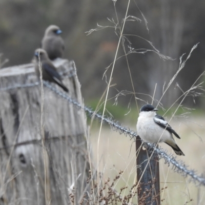 Lalage tricolor (White-winged Triller) at Tuggeranong, ACT - 15 Oct 2023 by HelenCross