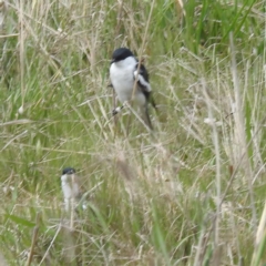 Lalage tricolor at Tuggeranong, ACT - 15 Oct 2023