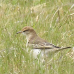 Lalage tricolor at Tuggeranong, ACT - 15 Oct 2023