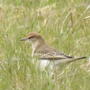 Lalage tricolor at Tuggeranong, ACT - 15 Oct 2023