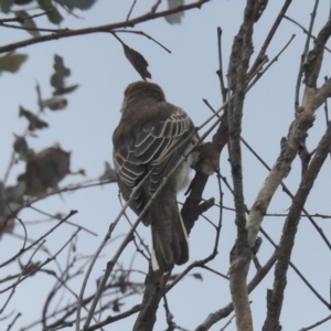 Lalage tricolor at Tuggeranong, ACT - 15 Oct 2023