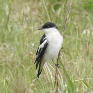 Lalage tricolor at Tuggeranong, ACT - 15 Oct 2023