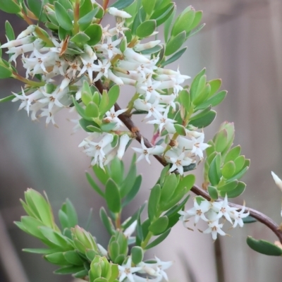 Brachyloma daphnoides (Daphne Heath) at Beechworth, VIC - 14 Oct 2023 by KylieWaldon