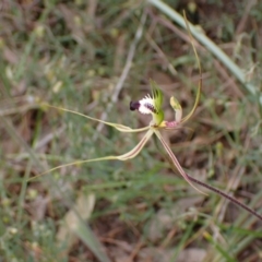 Caladenia tentaculata (Fringed Spider Orchid) at Stawell, VIC - 13 Oct 2023 by AnneG1