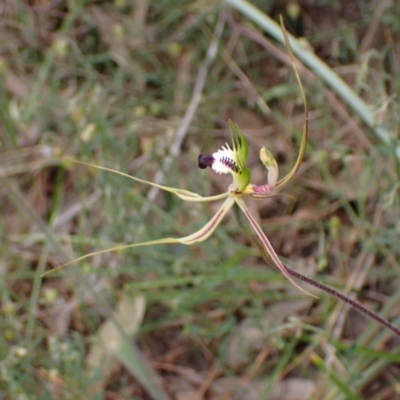 Caladenia tentaculata (Fringed Spider Orchid) at Stawell, VIC - 13 Oct 2023 by AnneG1