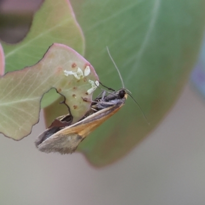 Philobota undescribed species near arabella at Beechworth, VIC - 15 Oct 2023 by KylieWaldon