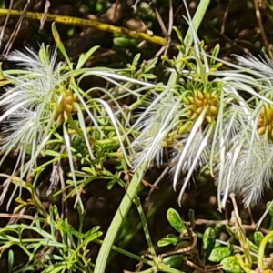 Clematis leptophylla at Isaacs, ACT - 15 Oct 2023