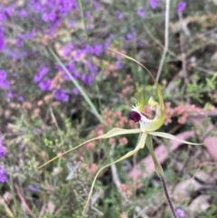 Caladenia tentaculata (Fringed Spider Orchid) at Stawell, VIC - 13 Oct 2023 by AnneG1