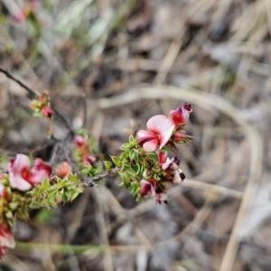 Pultenaea procumbens at Canberra Central, ACT - 15 Oct 2023 02:16 PM