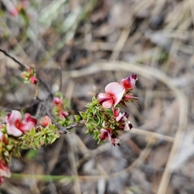Pultenaea procumbens (Bush Pea) at Canberra Central, ACT - 15 Oct 2023 by BethanyDunne