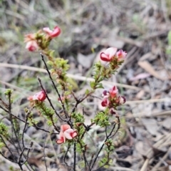 Pultenaea procumbens at Canberra Central, ACT - 15 Oct 2023 02:16 PM