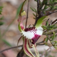Caladenia tentaculata (Fringed Spider Orchid) at Stawell, VIC - 13 Oct 2023 by AnneG1