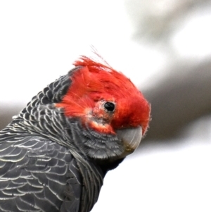 Callocephalon fimbriatum (identifiable birds) at Deakin, ACT - 15 Oct 2023