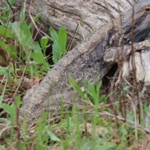 Pogona barbata at Murrumbateman, NSW - suppressed