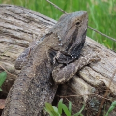 Pogona barbata at Murrumbateman, NSW - 15 Oct 2023