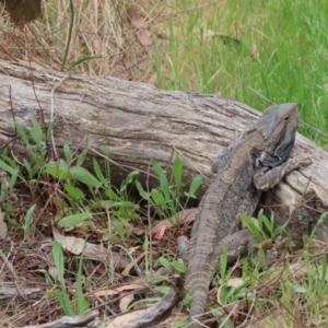 Pogona barbata at Murrumbateman, NSW - suppressed