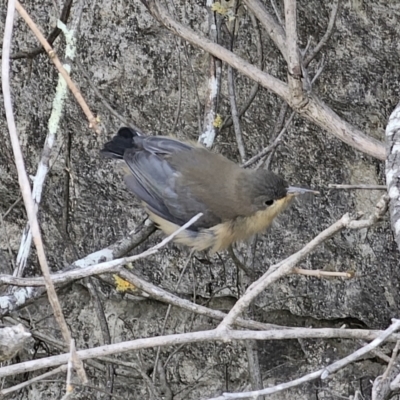 Acanthorhynchus tenuirostris (Eastern Spinebill) at Bungonia National Park - 15 Oct 2023 by Csteele4