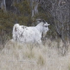 Capra hircus (Wild Goat) at Chakola, NSW - 15 Oct 2023 by AlisonMilton