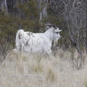 Capra hircus at Chakola, NSW - 15 Oct 2023