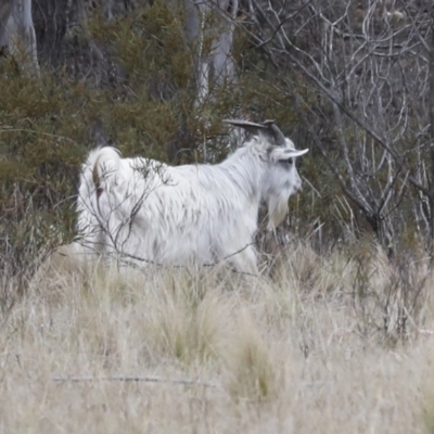 Capra hircus (Wild Goat) at Chakola, NSW - 15 Oct 2023 by AlisonMilton