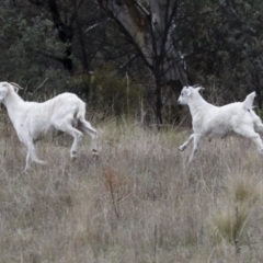 Capra hircus at Chakola, NSW - 15 Oct 2023