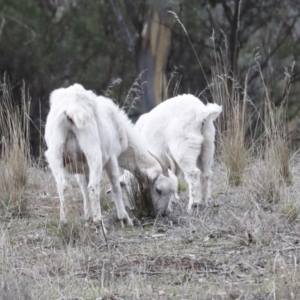 Capra hircus at Chakola, NSW - 15 Oct 2023