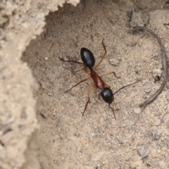 Camponotus nigriceps (Black-headed sugar ant) at Chakola, NSW - 15 Oct 2023 by AlisonMilton
