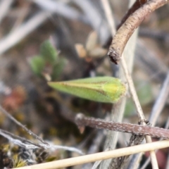 Cicadellidae (family) (Unidentified leafhopper) at Chakola, NSW - 14 Oct 2023 by AlisonMilton