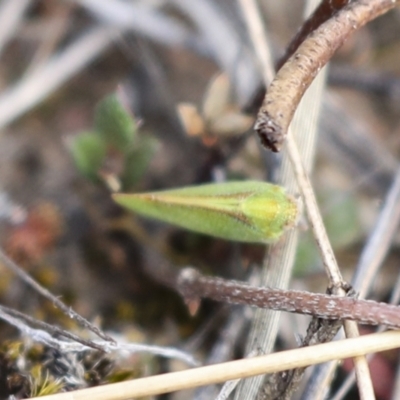 Cicadellidae (family) (Unidentified leafhopper) at Chakola, NSW - 14 Oct 2023 by AlisonMilton