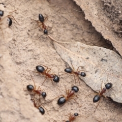 Camponotus consobrinus at Chakola, NSW - 15 Oct 2023 10:01 AM