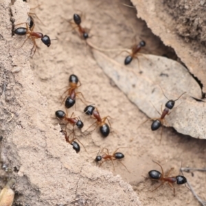 Camponotus consobrinus at Chakola, NSW - 15 Oct 2023 10:01 AM