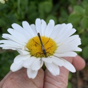 Enchoptera apicalis at QPRC LGA - suppressed