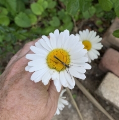 Enchoptera apicalis at QPRC LGA - suppressed