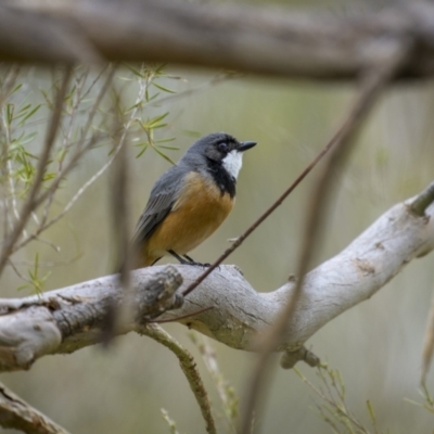 Pachycephala rufiventris (Rufous Whistler) at Coree, ACT - 15 Oct 2023 by trevsci