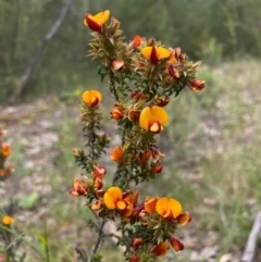 Pultenaea procumbens at Paddys River, ACT - 23 Nov 2022 01:05 PM