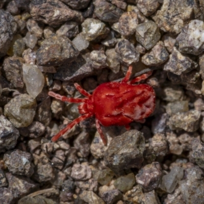 Trombidiidae (family) (Red velvet mite) at Woodstock Nature Reserve - 15 Oct 2023 by trevsci