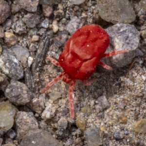 Trombidiidae (family) at Coree, ACT - 15 Oct 2023