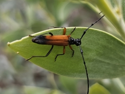 Tritocosmia atricilla (Longhorn or longicorn beetle) at Bungonia, NSW - 15 Oct 2023 by Csteele4