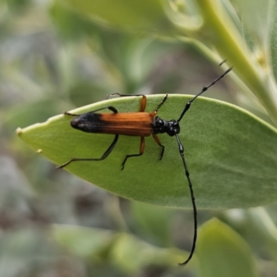 Tritocosmia atricilla (Longhorn or longicorn beetle) at Goulburn Mulwaree Council - 15 Oct 2023 by Csteele4