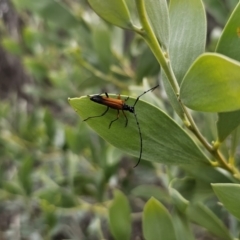 Tritocosmia atricilla at Bungonia, NSW - 15 Oct 2023 04:37 PM