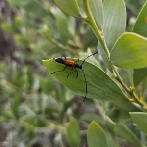 Tritocosmia atricilla at Bungonia, NSW - 15 Oct 2023 04:37 PM