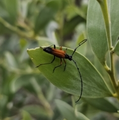 Tritocosmia atricilla at Bungonia, NSW - 15 Oct 2023 04:37 PM