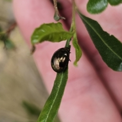 Callidemum hypochalceum (Hop-bush leaf beetle) at Bungonia National Park - 15 Oct 2023 by Csteele4