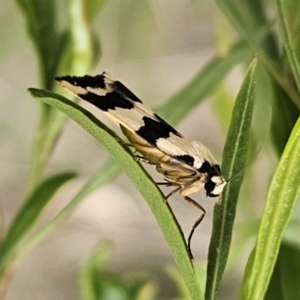 Termessa laeta at Bungonia, NSW - 15 Oct 2023 05:05 PM